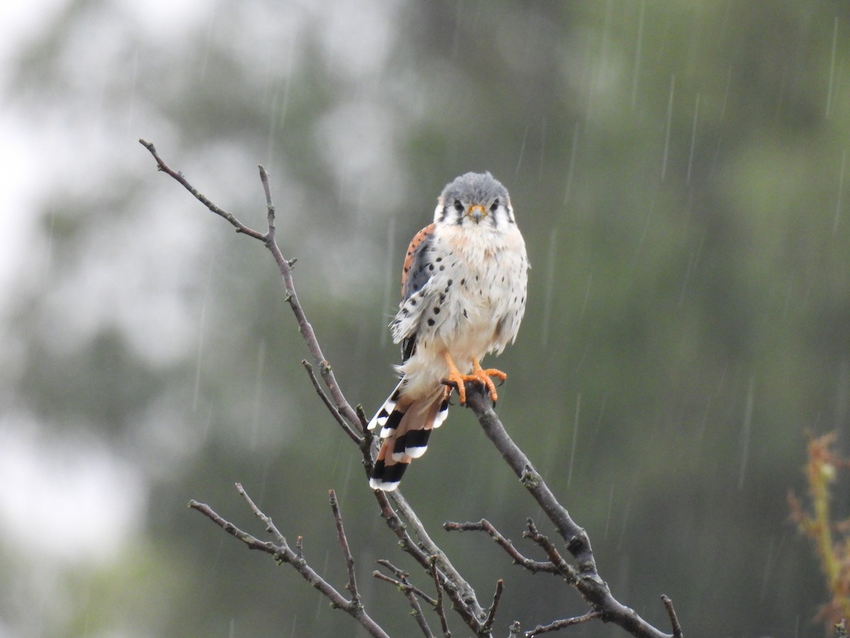 American Kestrel - ML632724873