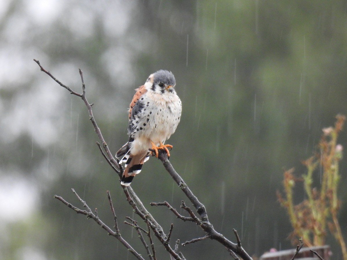 American Kestrel - ML632724874