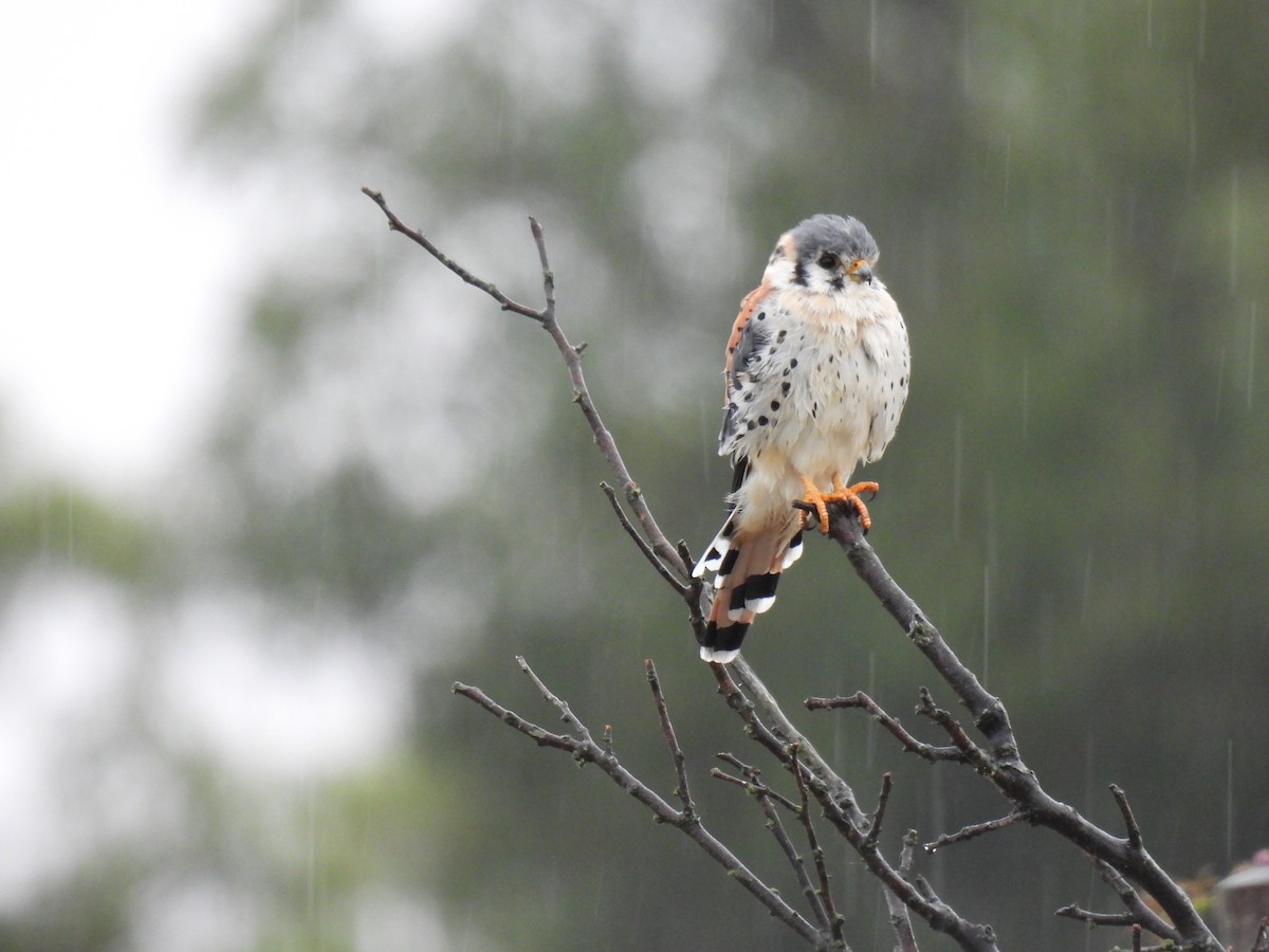 American Kestrel - ML632724875