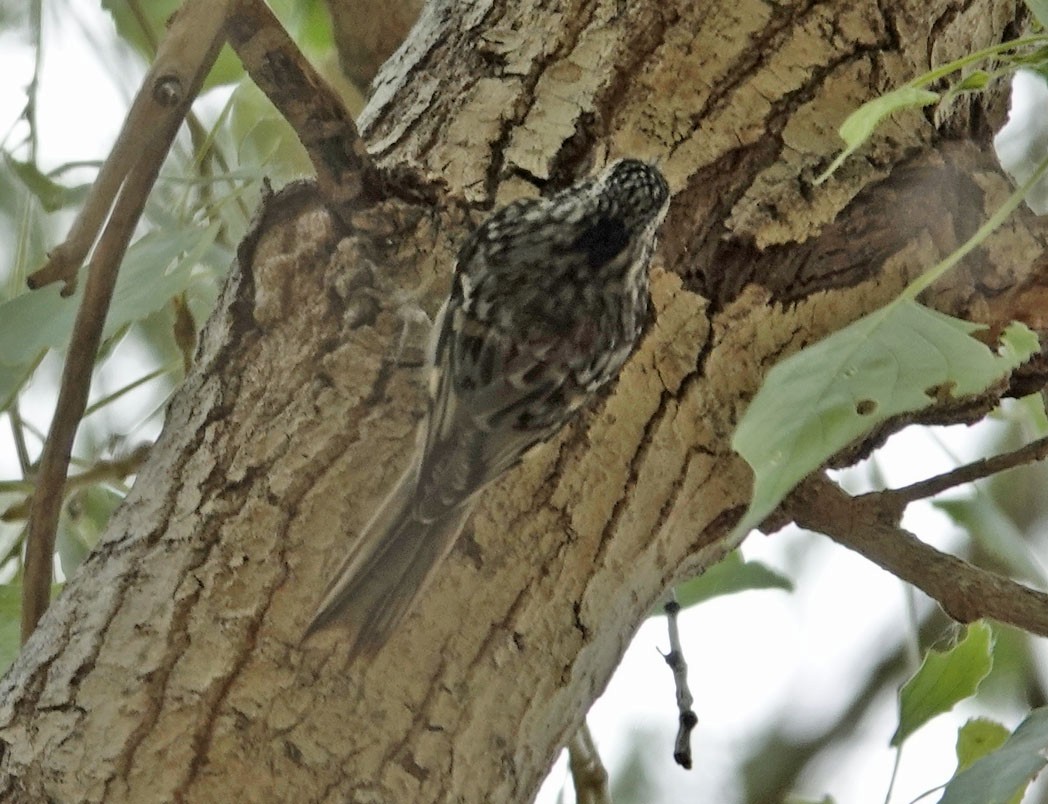 Brown Creeper - ML632724892