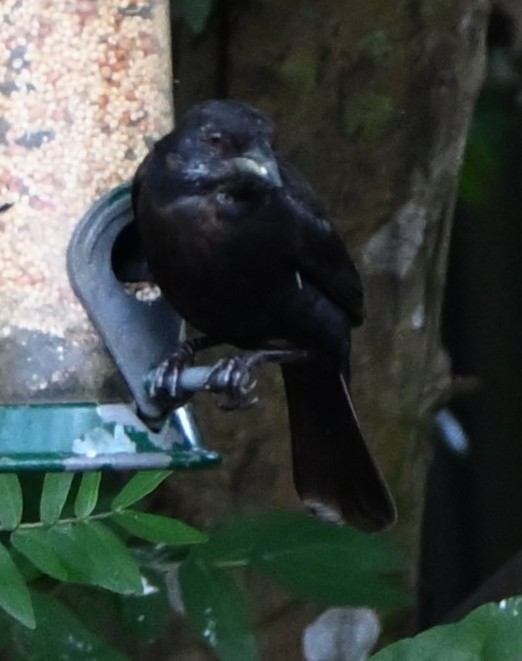 Shiny Cowbird - ML632724947