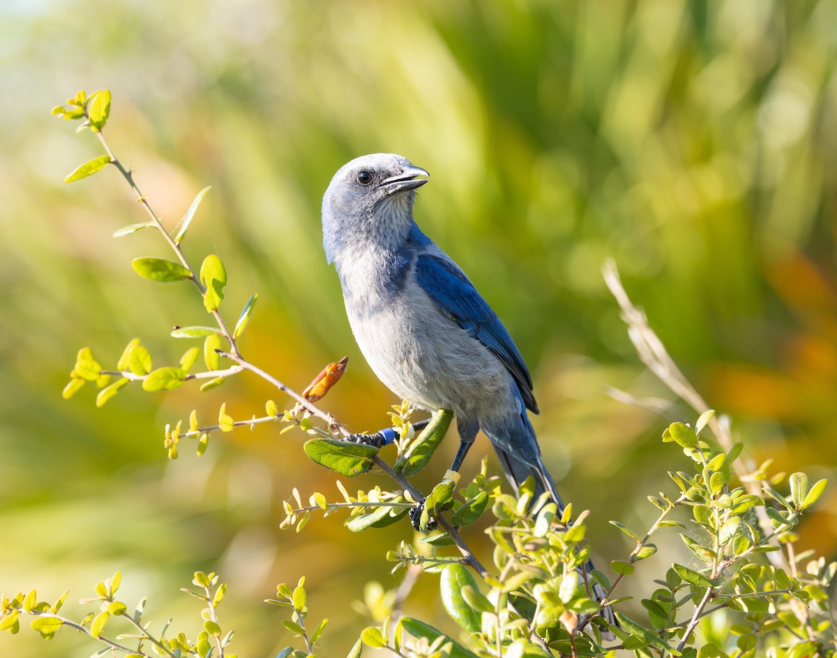 Florida Scrub-Jay - ML632725091