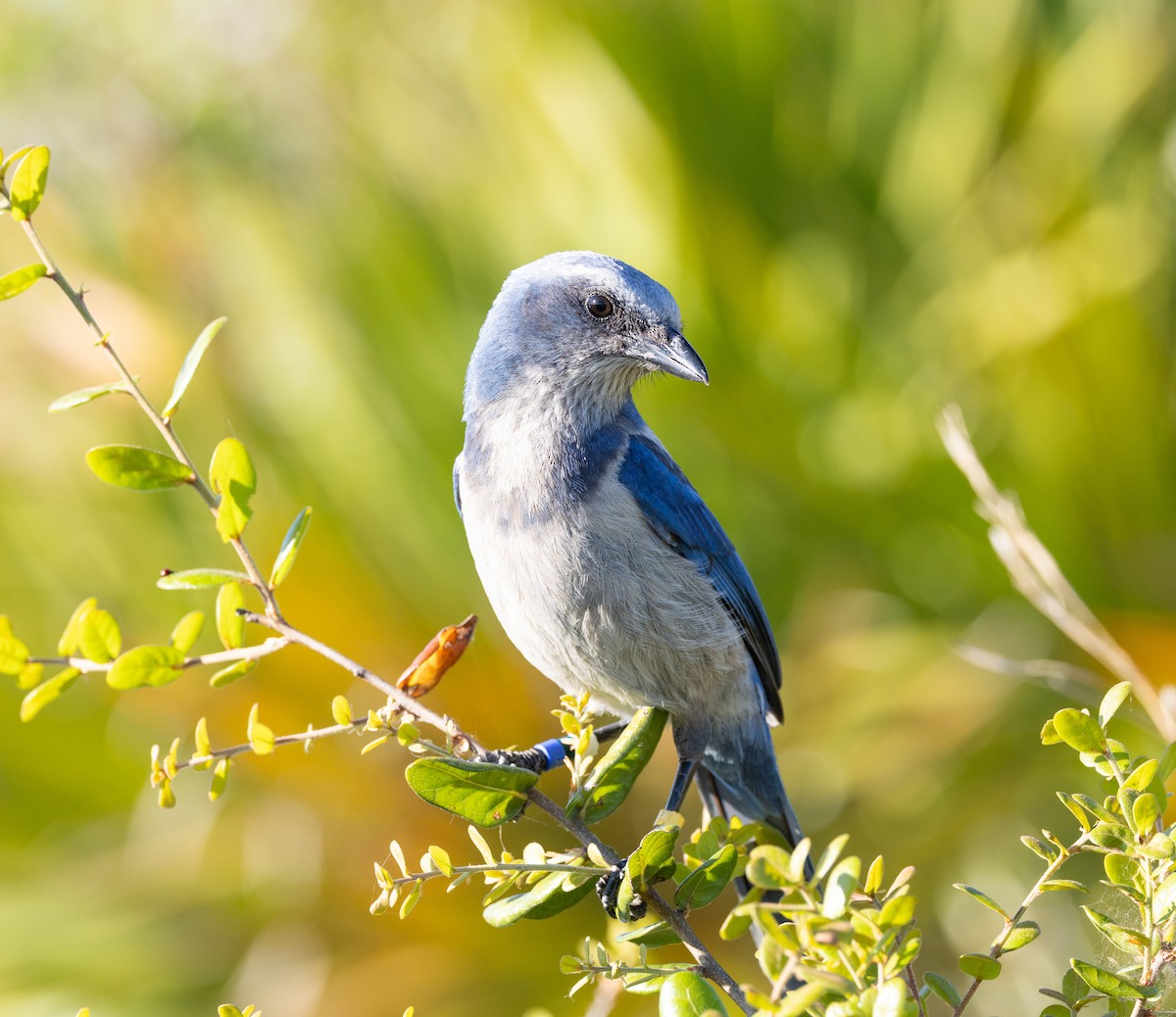 Florida Scrub-Jay - ML632725092