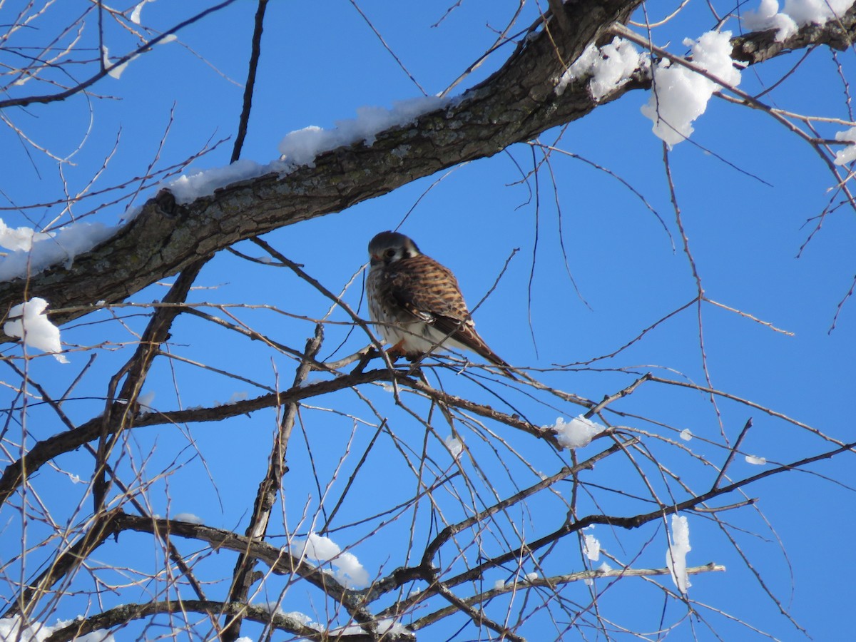 American Kestrel - ML632725350