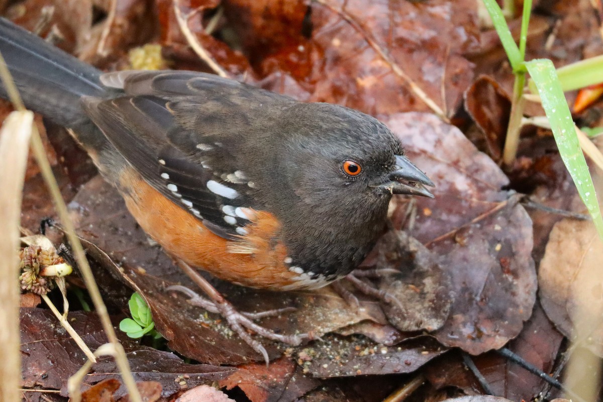 Spotted Towhee - ML632725449