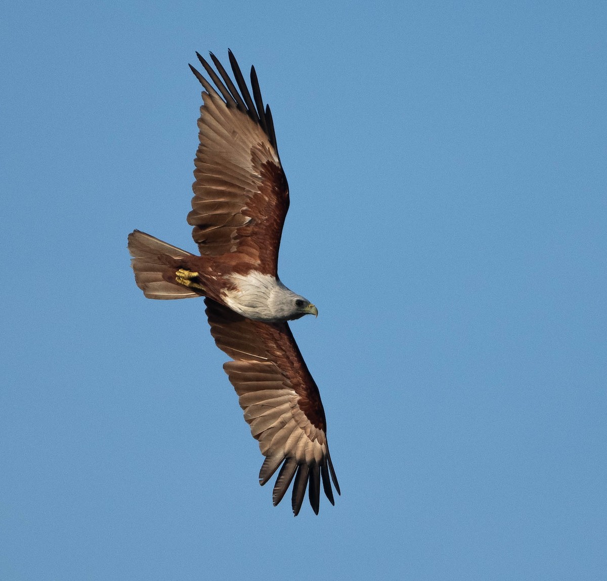 Brahminy Kite - ML632725485