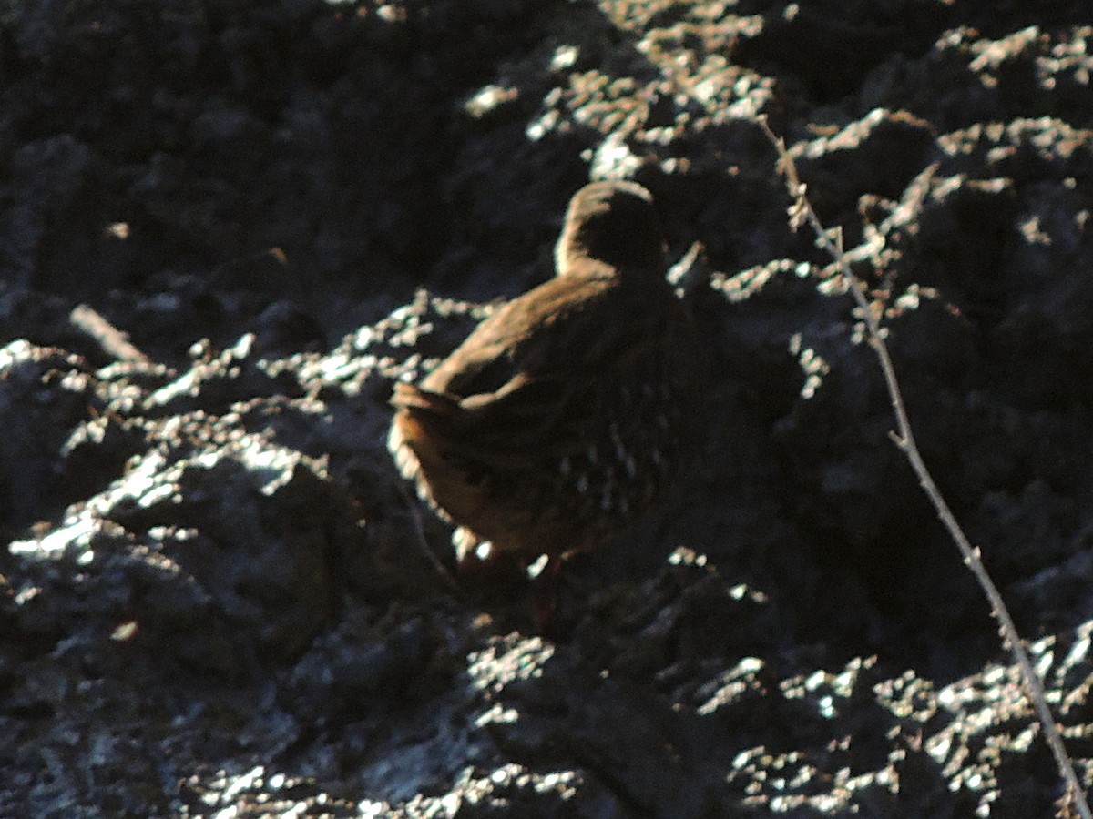 Dot-winged Crake - ML632725578