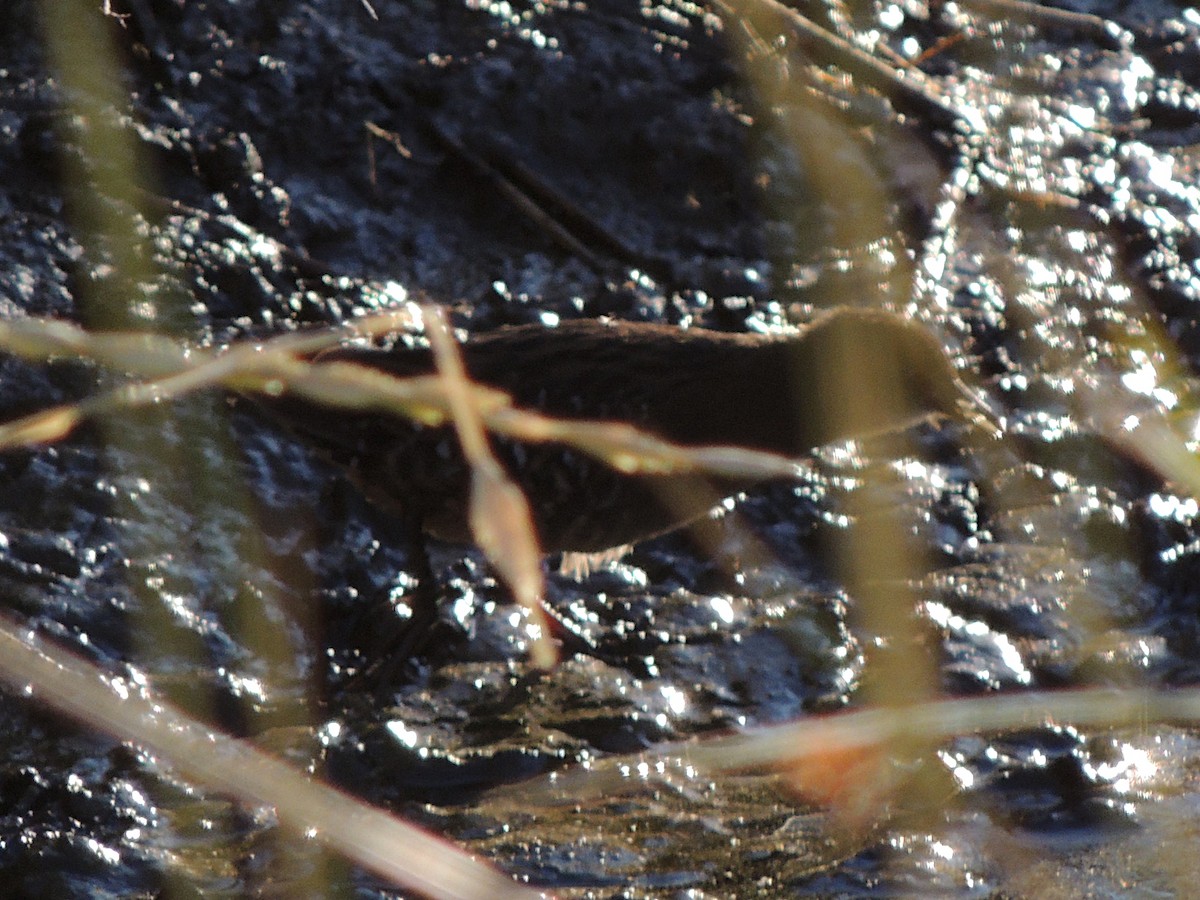 Dot-winged Crake - ML632725579