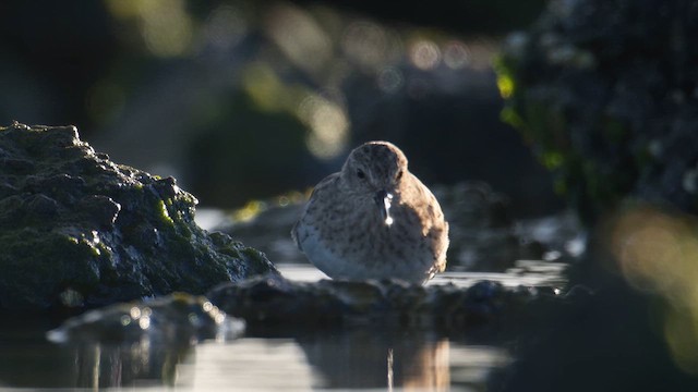 pygmésnipe - ML632725687
