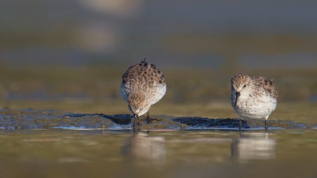 beringsnipe - ML632725690