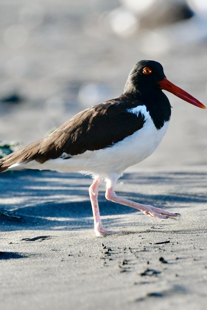 American Oystercatcher - ML632725757