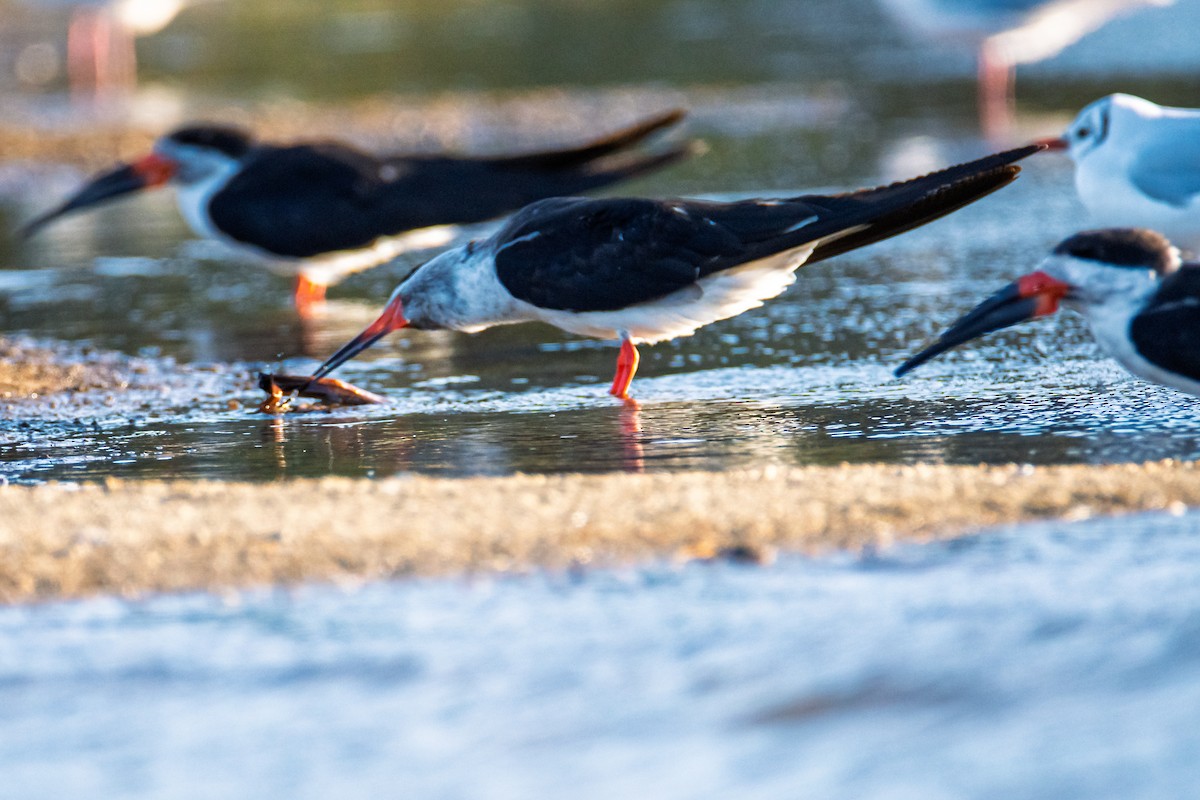 Black Skimmer - ML632725796