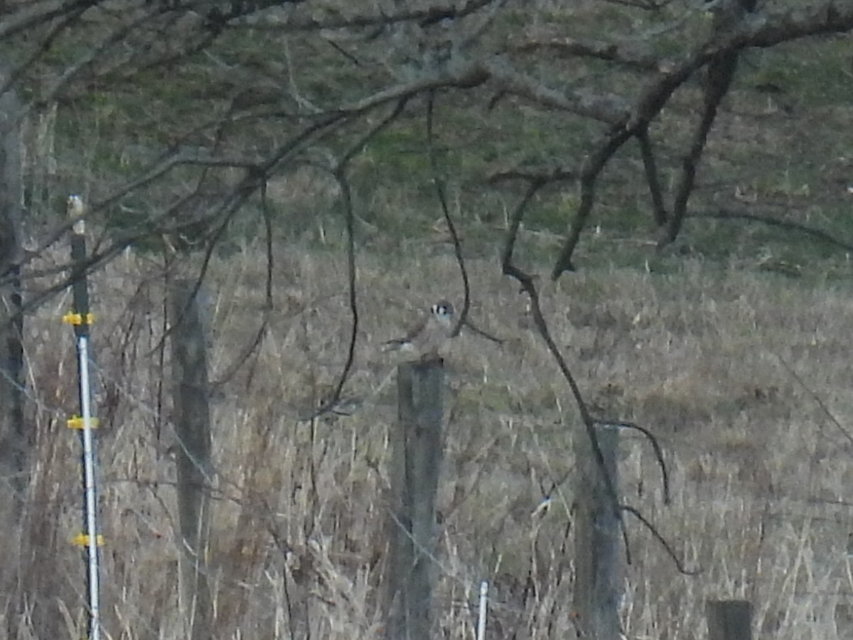 American Kestrel - ML632726088
