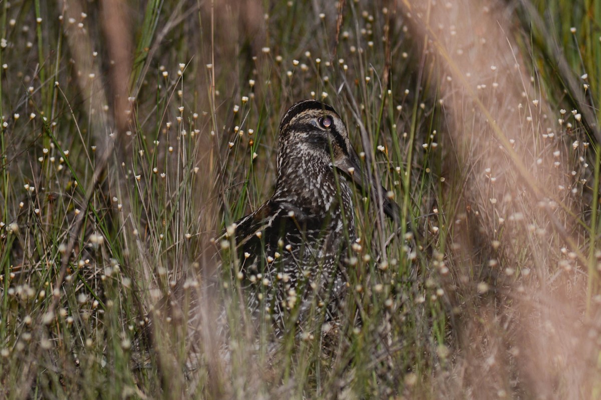 Giant Snipe - ML632726279