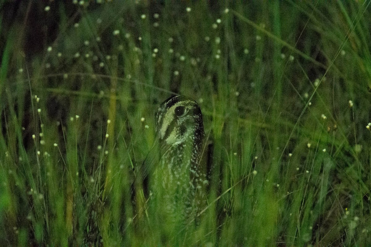 Giant Snipe - ML632726292