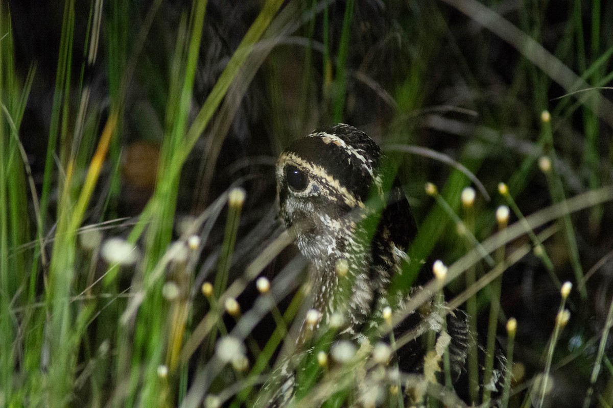 Giant Snipe - ML632726300