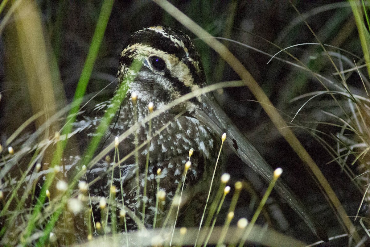 Giant Snipe - ML632726301