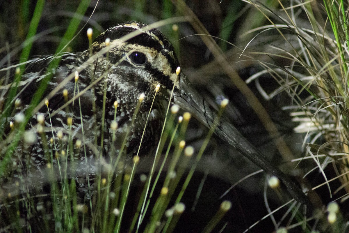 Giant Snipe - ML632726304