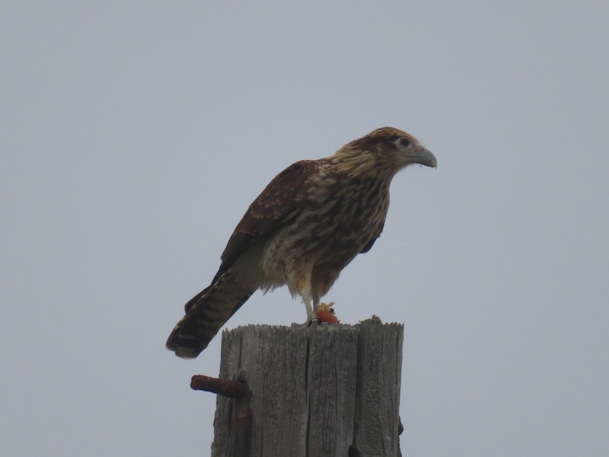 Caracara Chimachima - ML632726359