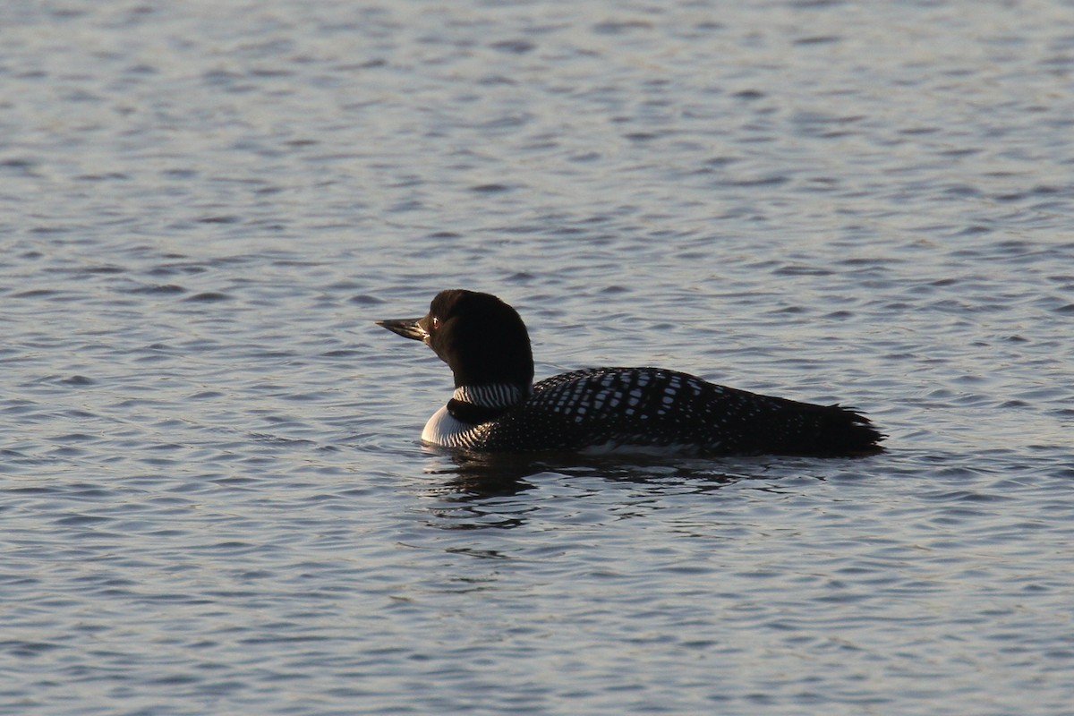 Common Loon - ML632726629