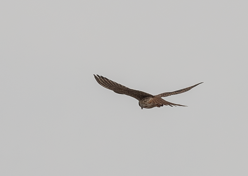 American Kestrel - ML632726659