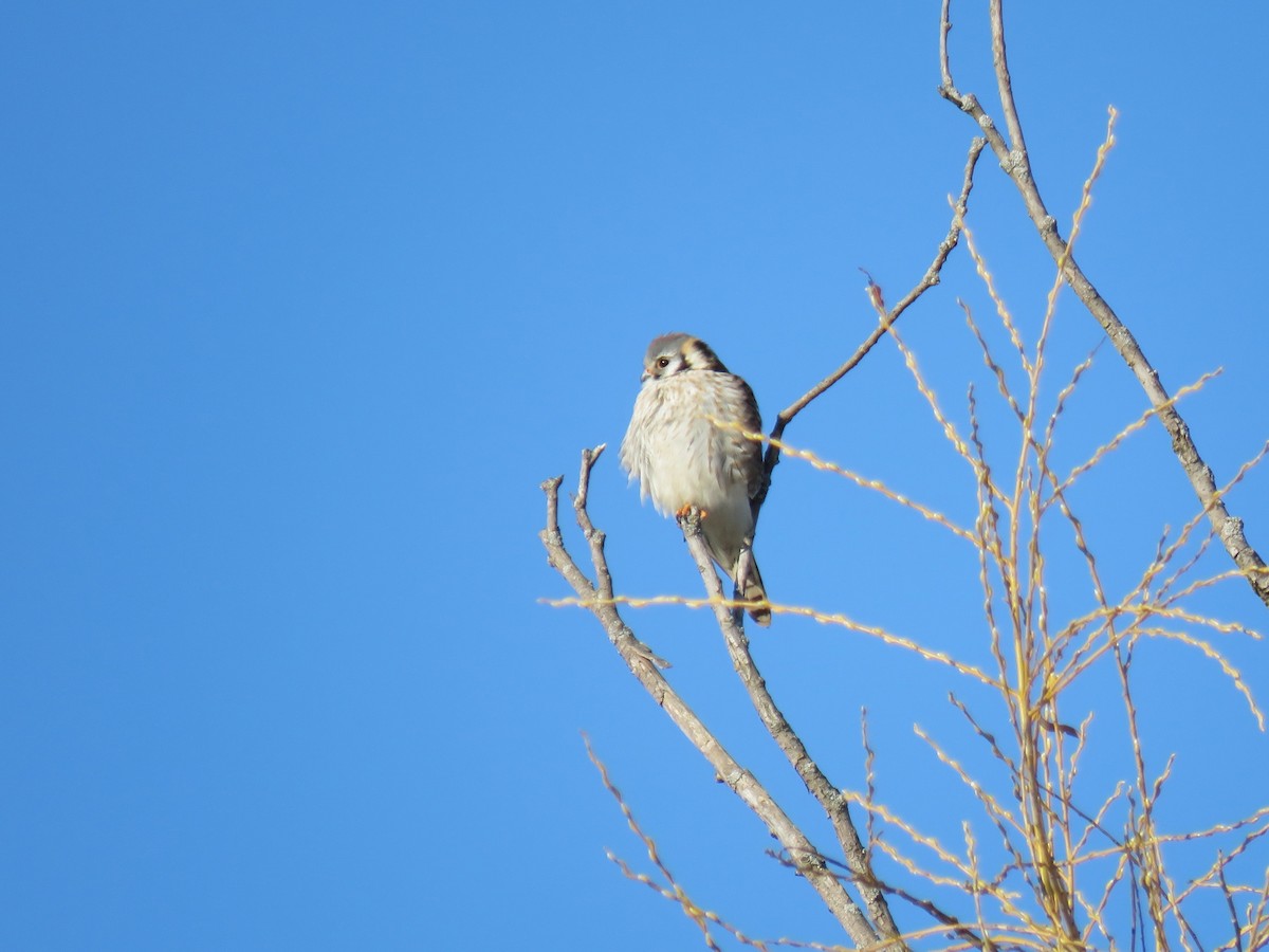 American Kestrel - ML632726715