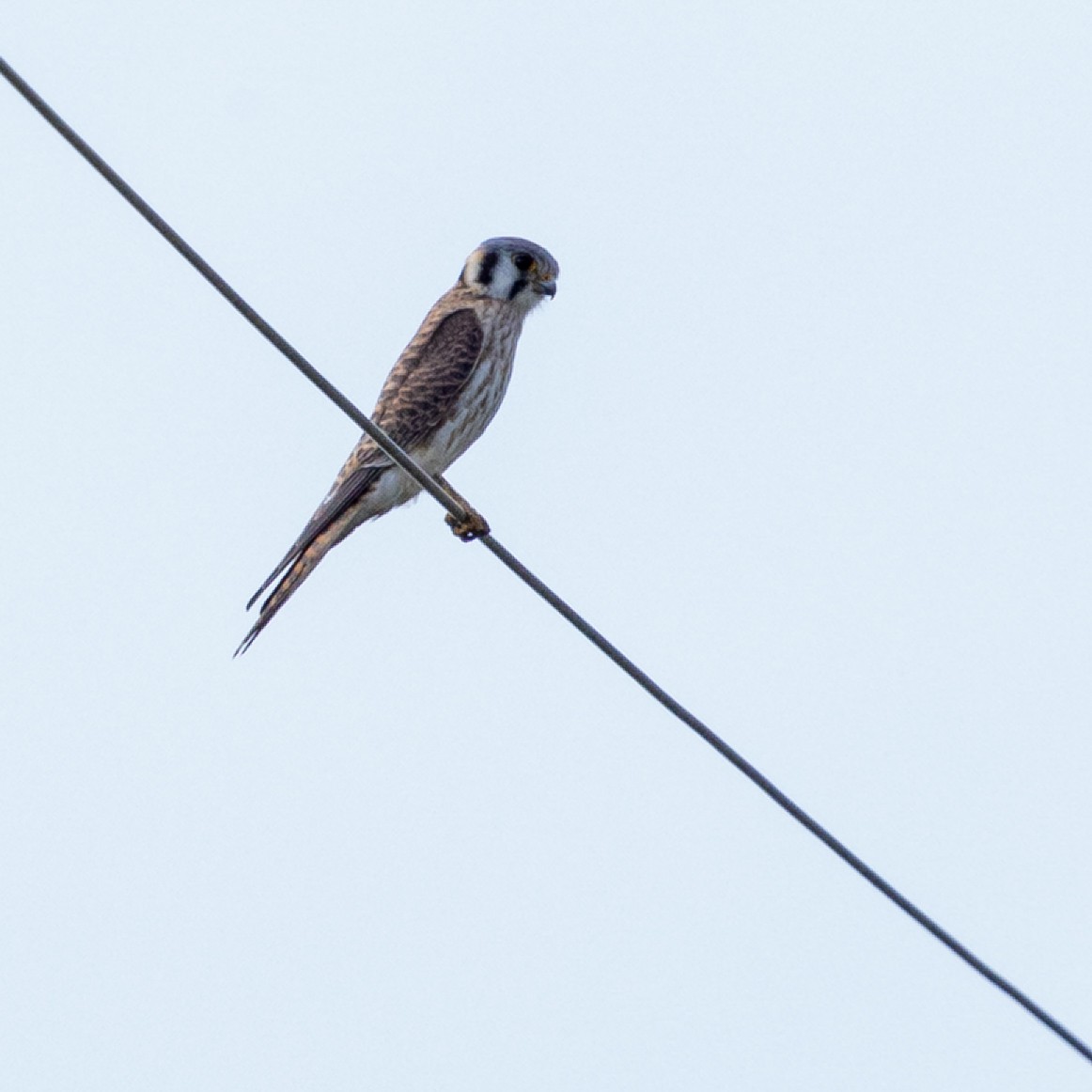 American Kestrel - ML632726767