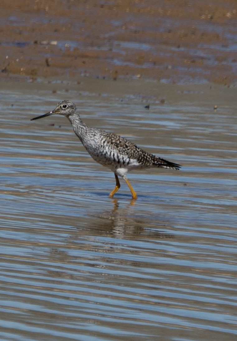 Greater Yellowlegs - ML632726933