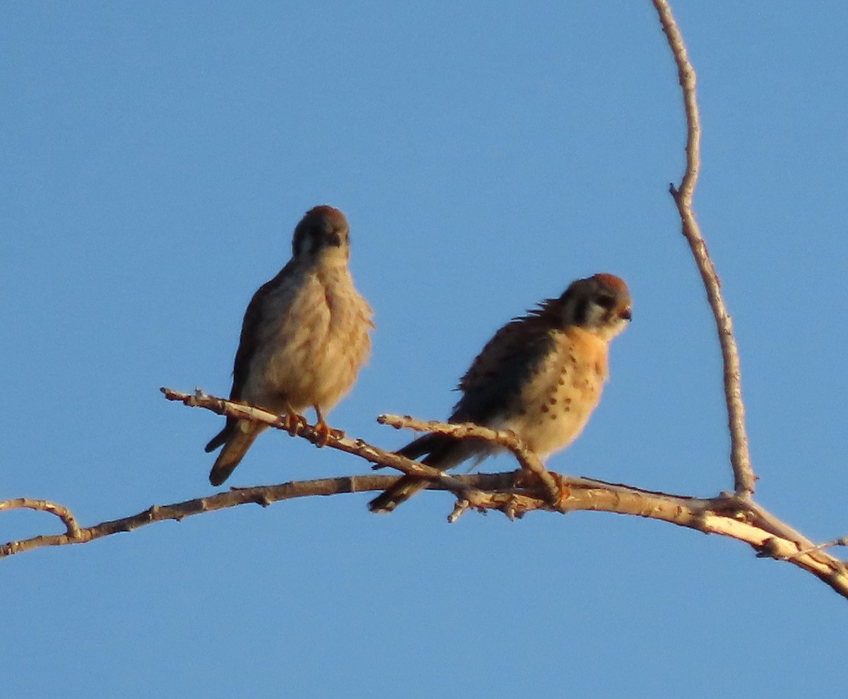 American Kestrel - ML632727122