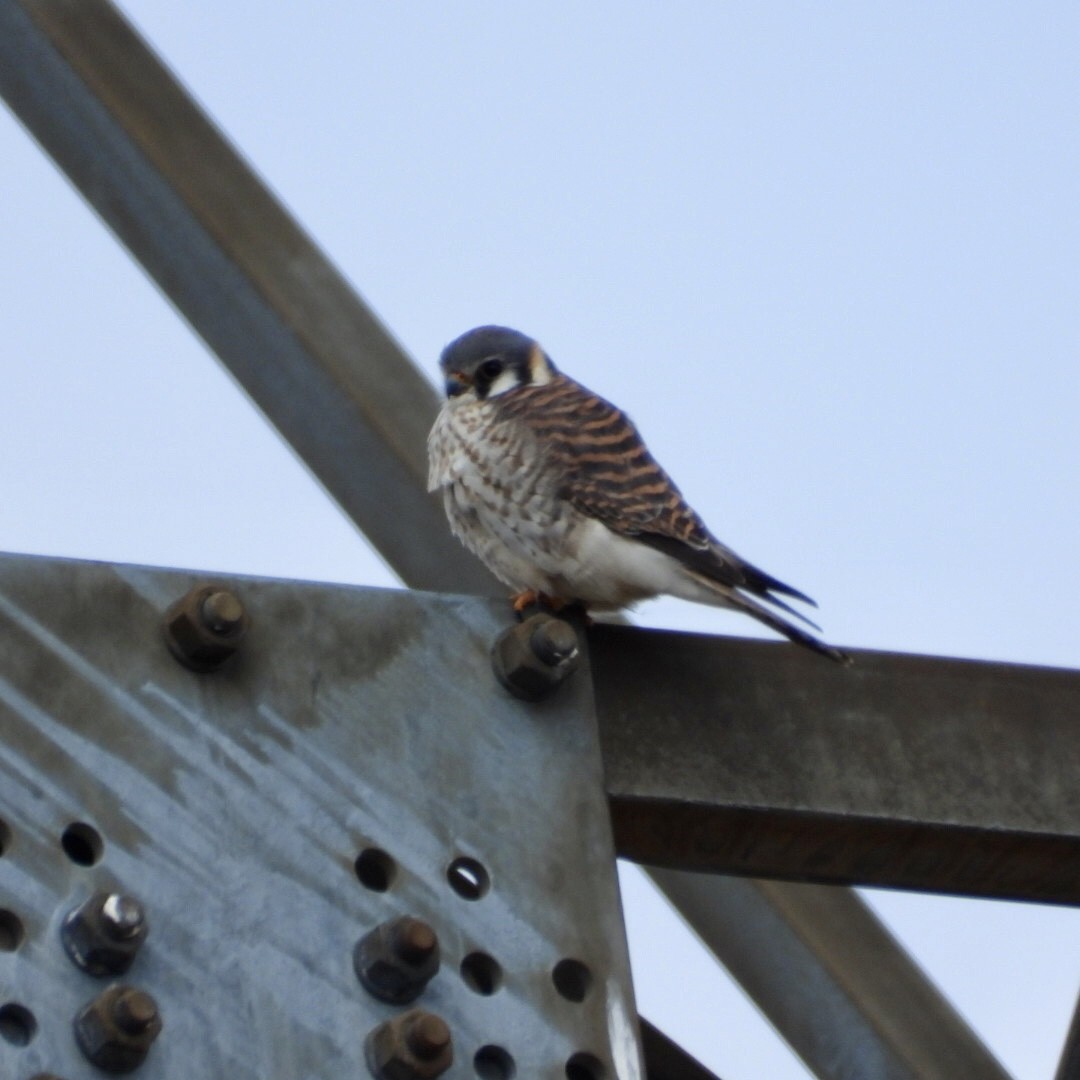 American Kestrel - ML632727151