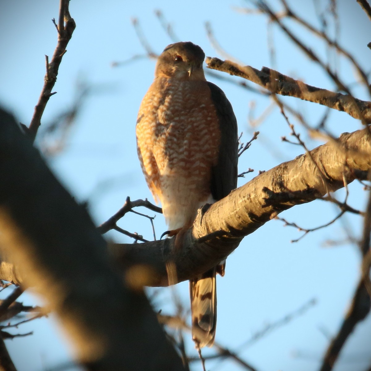 Cooper's Hawk - ML632727486