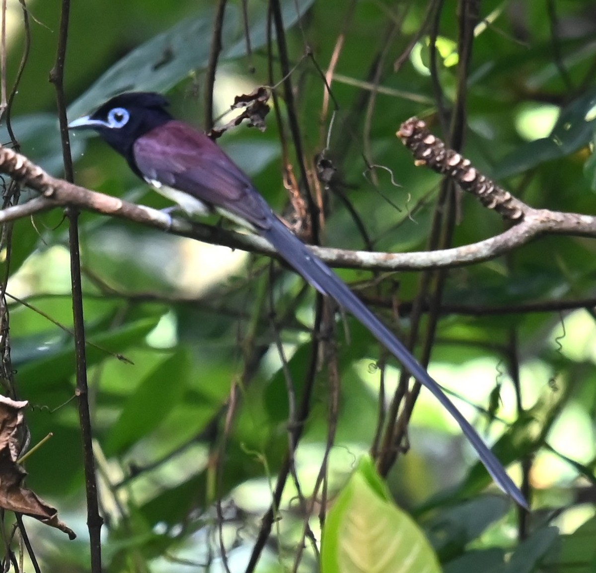 Black Paradise-Flycatcher - ML632727500
