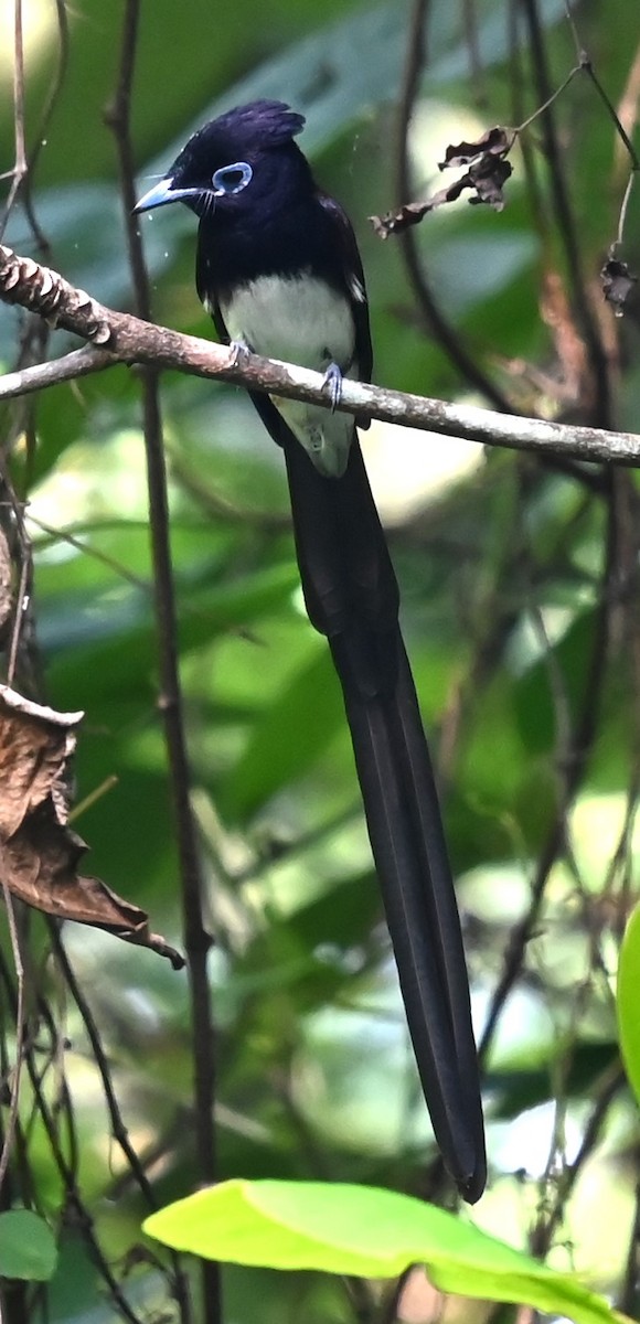 Black Paradise-Flycatcher - ML632727511