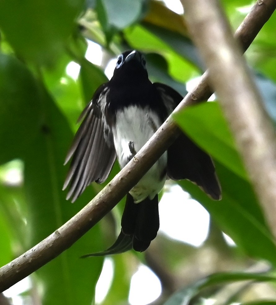 Black Paradise-Flycatcher - ML632727531
