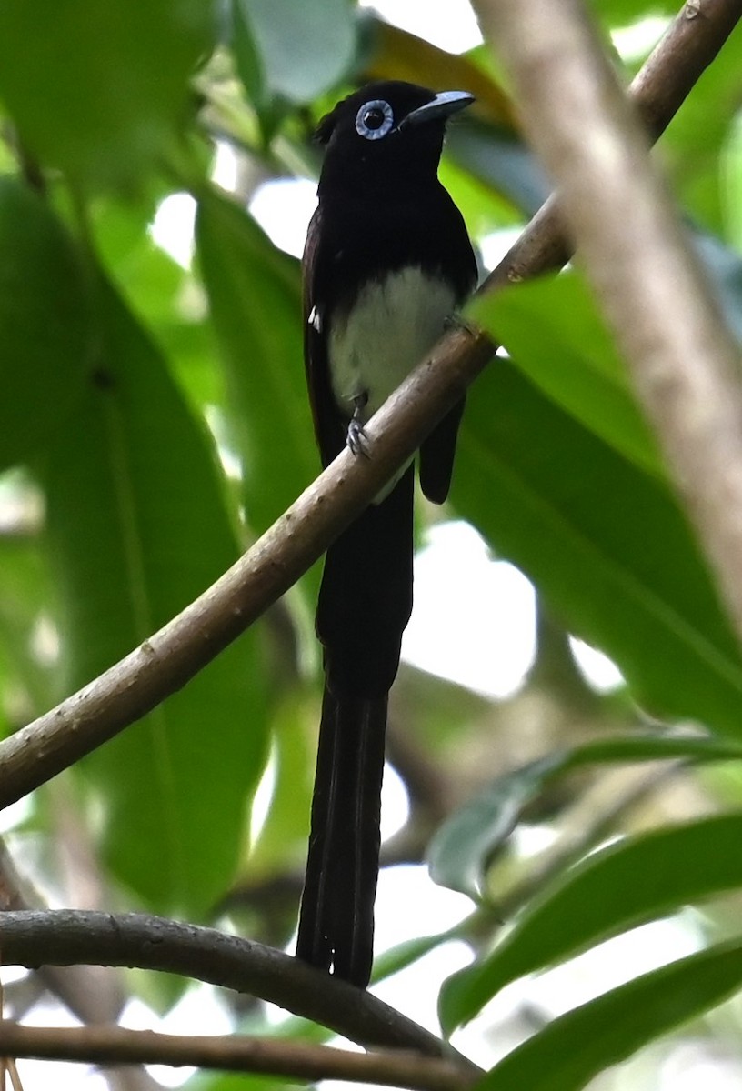 Black Paradise-Flycatcher - ML632727544