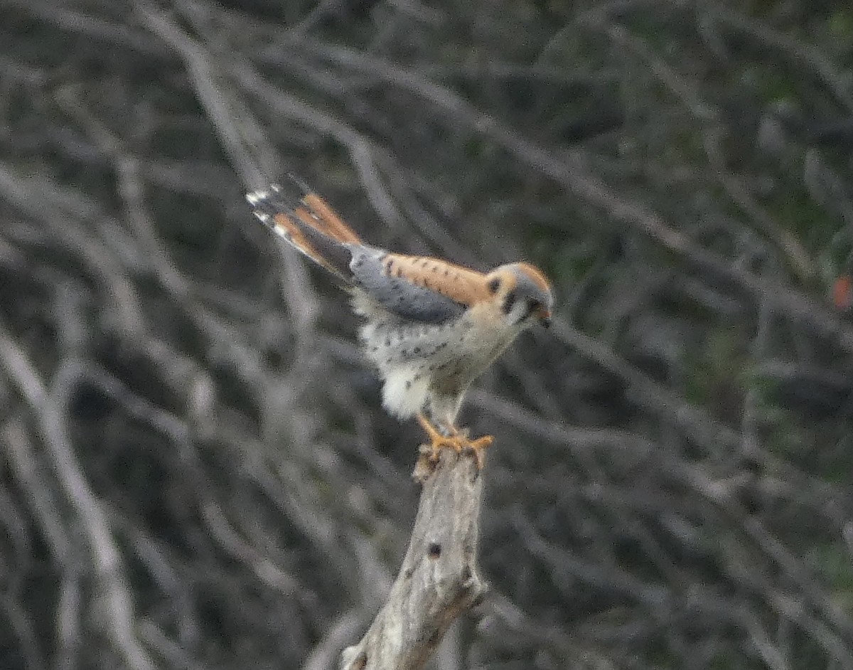 American Kestrel - ML632727557