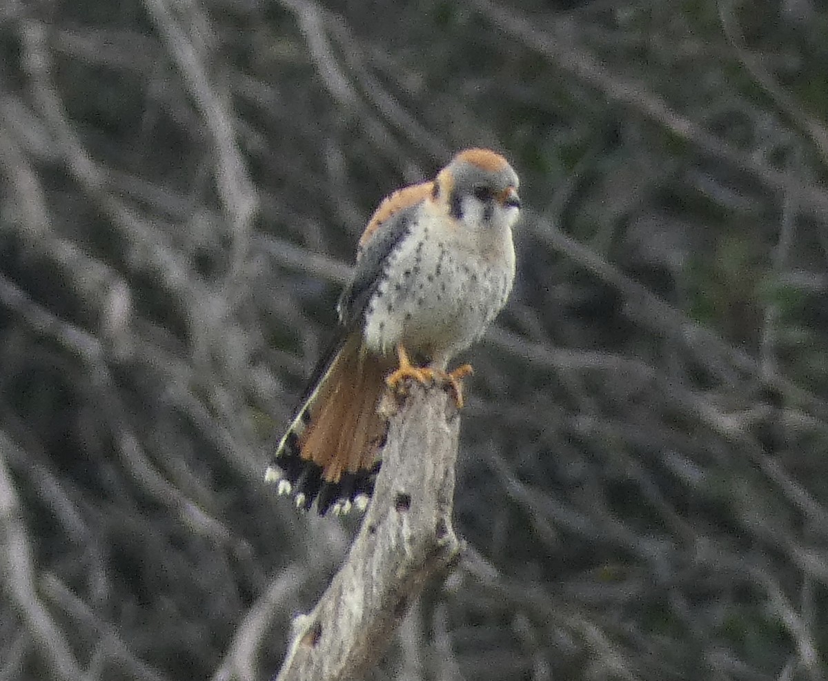 American Kestrel - ML632727558