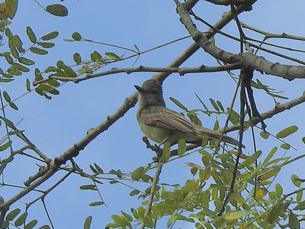 Sooty-crowned Flycatcher - ML632727627