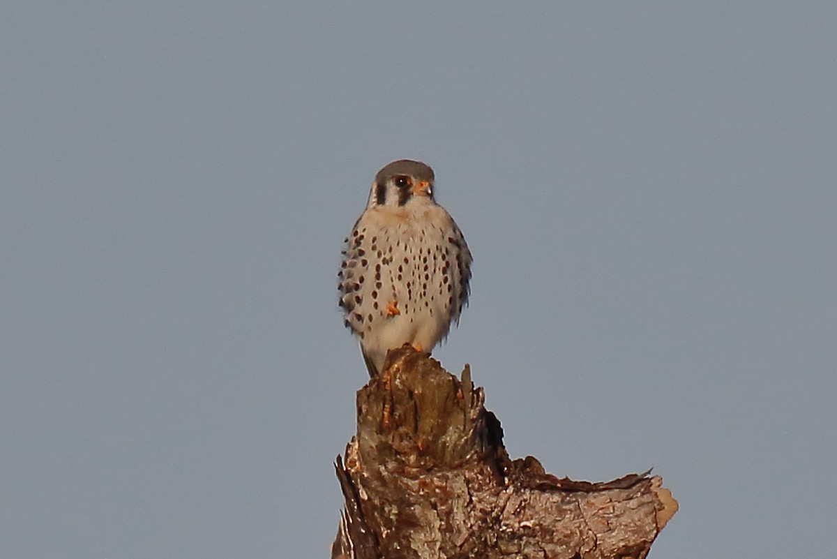 American Kestrel - ML632727645