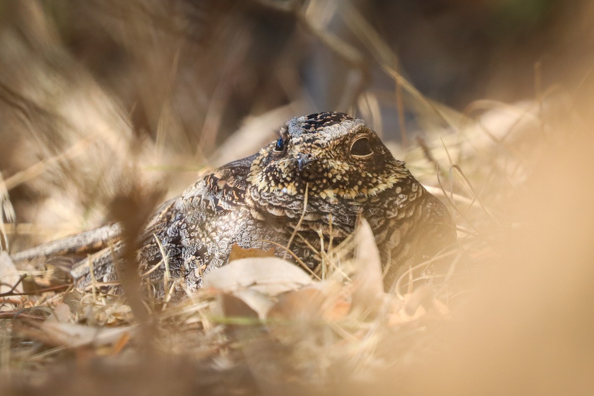 Spotted Nightjar - ML632728108