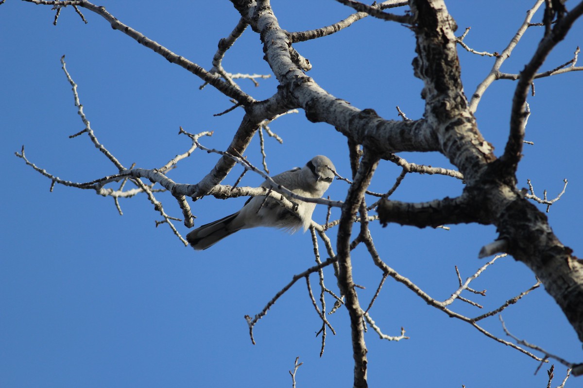 Alcaudón Boreal - ML632728170