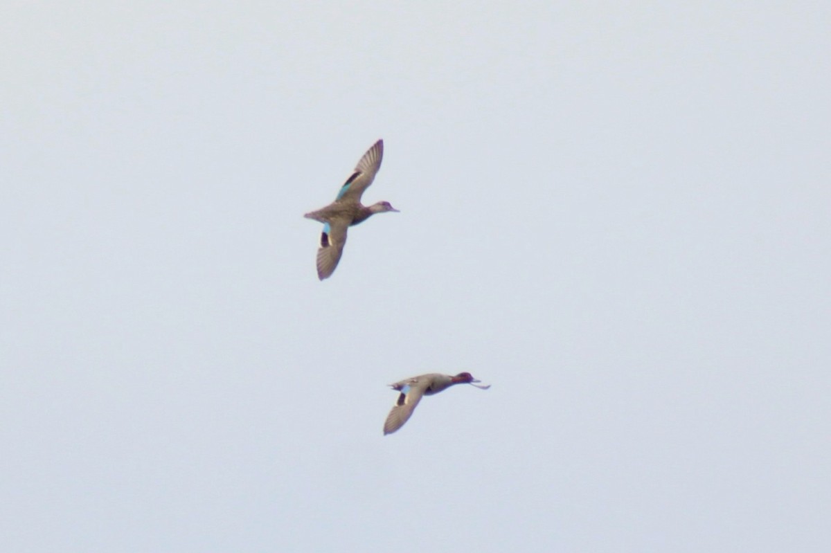 Green-winged Teal - ML632728202