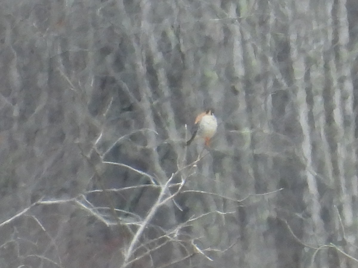 American Kestrel - ML632728237