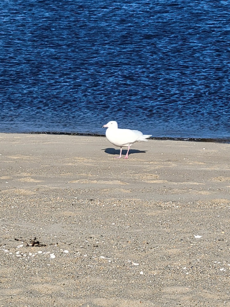 Glaucous Gull - ML632728266