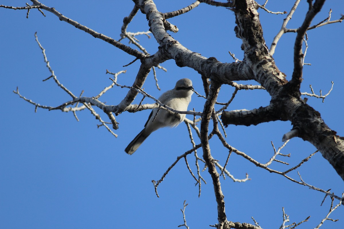 Alcaudón Boreal - ML632728278