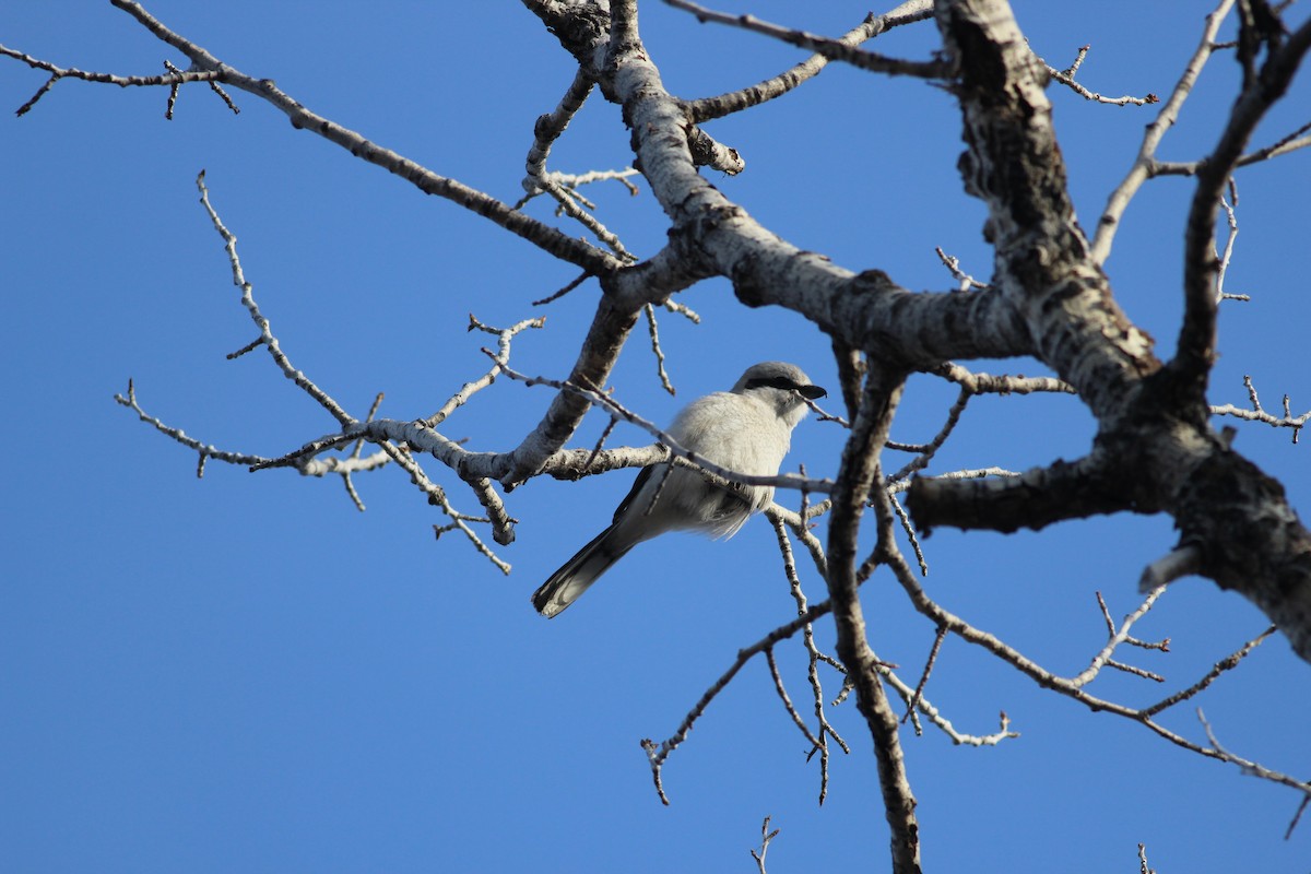 Alcaudón Boreal - ML632728286