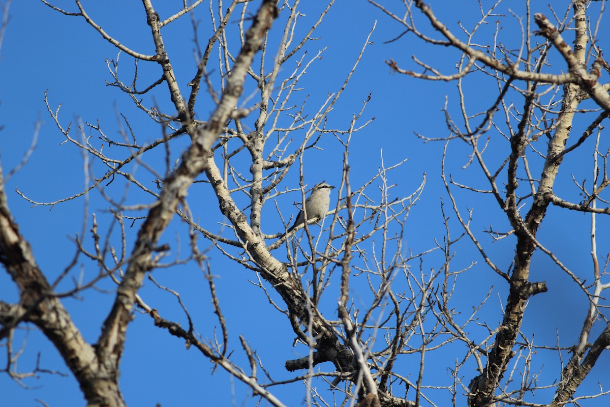 Alcaudón Boreal - ML632728298