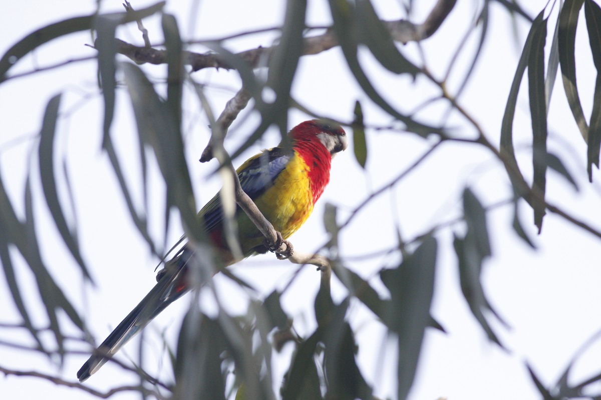 Eastern Rosella (Domestic type) - ML632728442