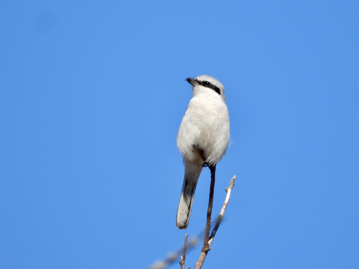 borealvarsler - ML632728453