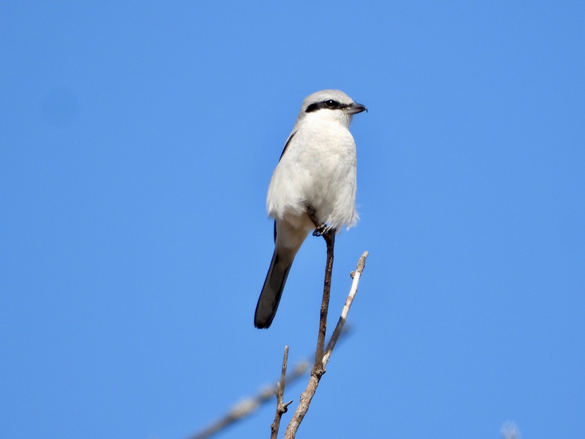 borealvarsler - ML632728454